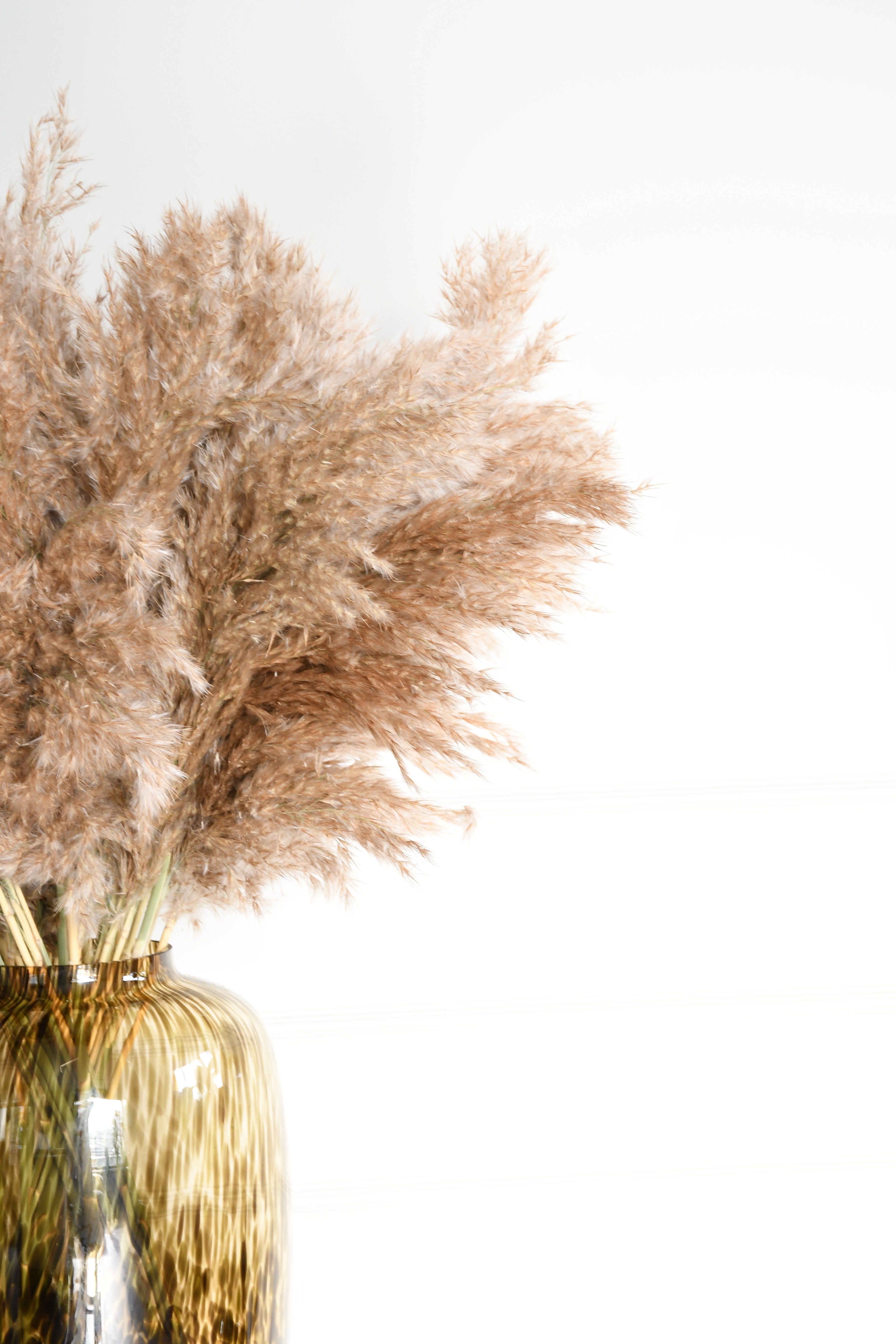 Fluffy pampas grass - 10 stems