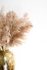 Fluffy pampas grass - 10 stems