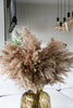 Fluffy pampas grass - 10 stems