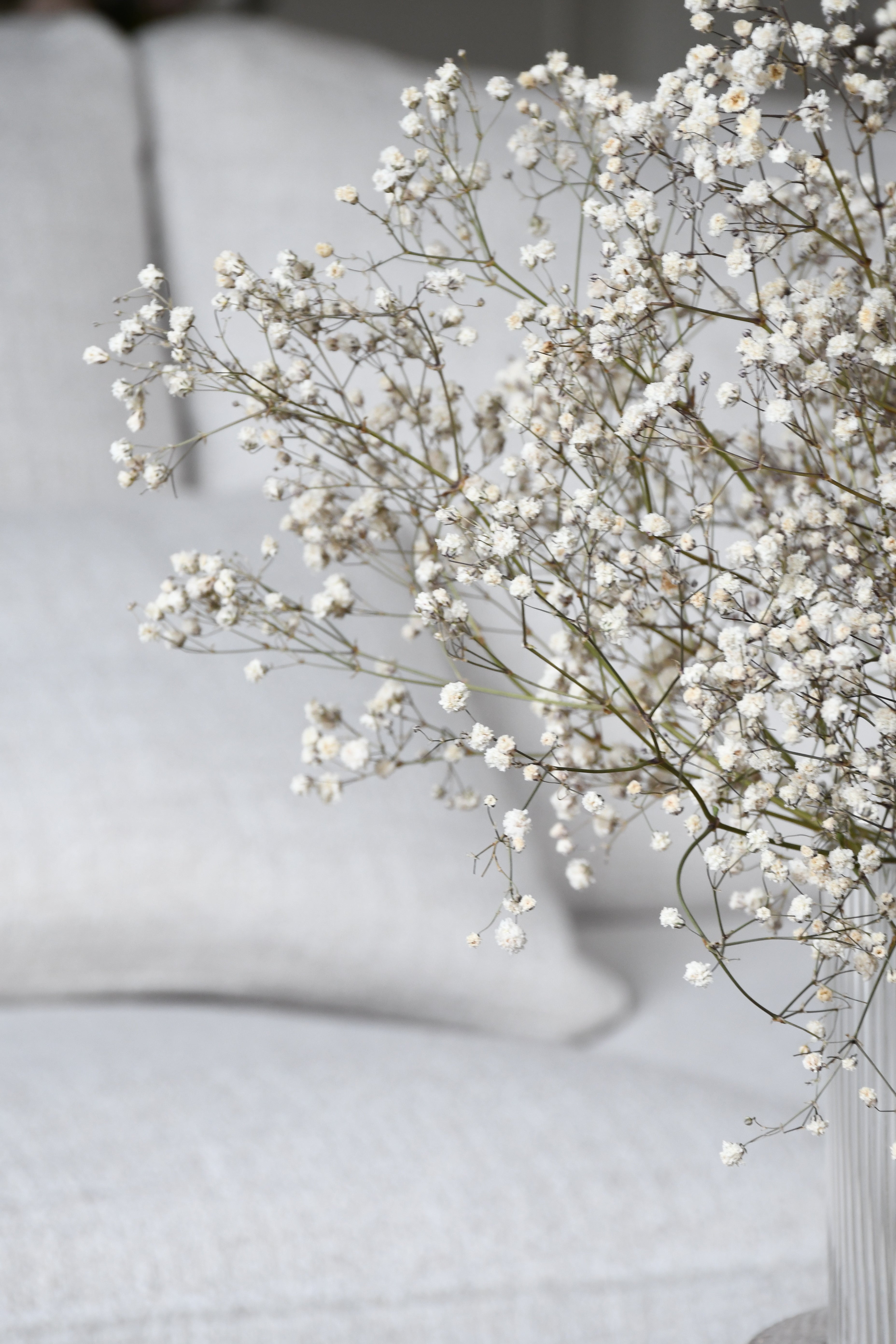 Dried baby's breath (gypsophila) flowers