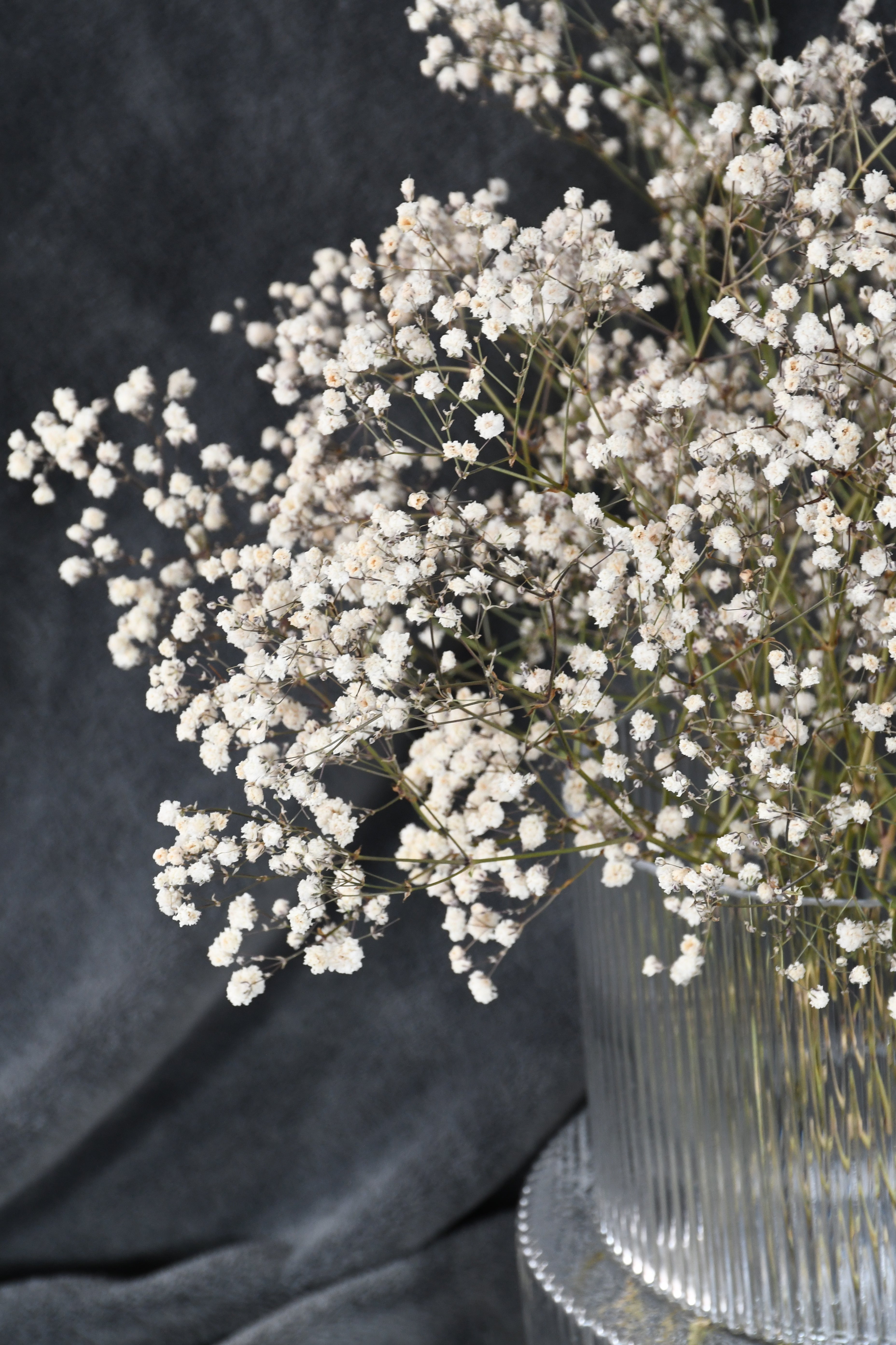 Dried baby's breath (gypsophila) flowers