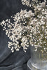 Dried baby's breath (gypsophila) flowers