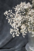 Dried baby's breath (gypsophila) flowers