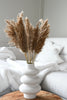 Pampas grass - 10 stems