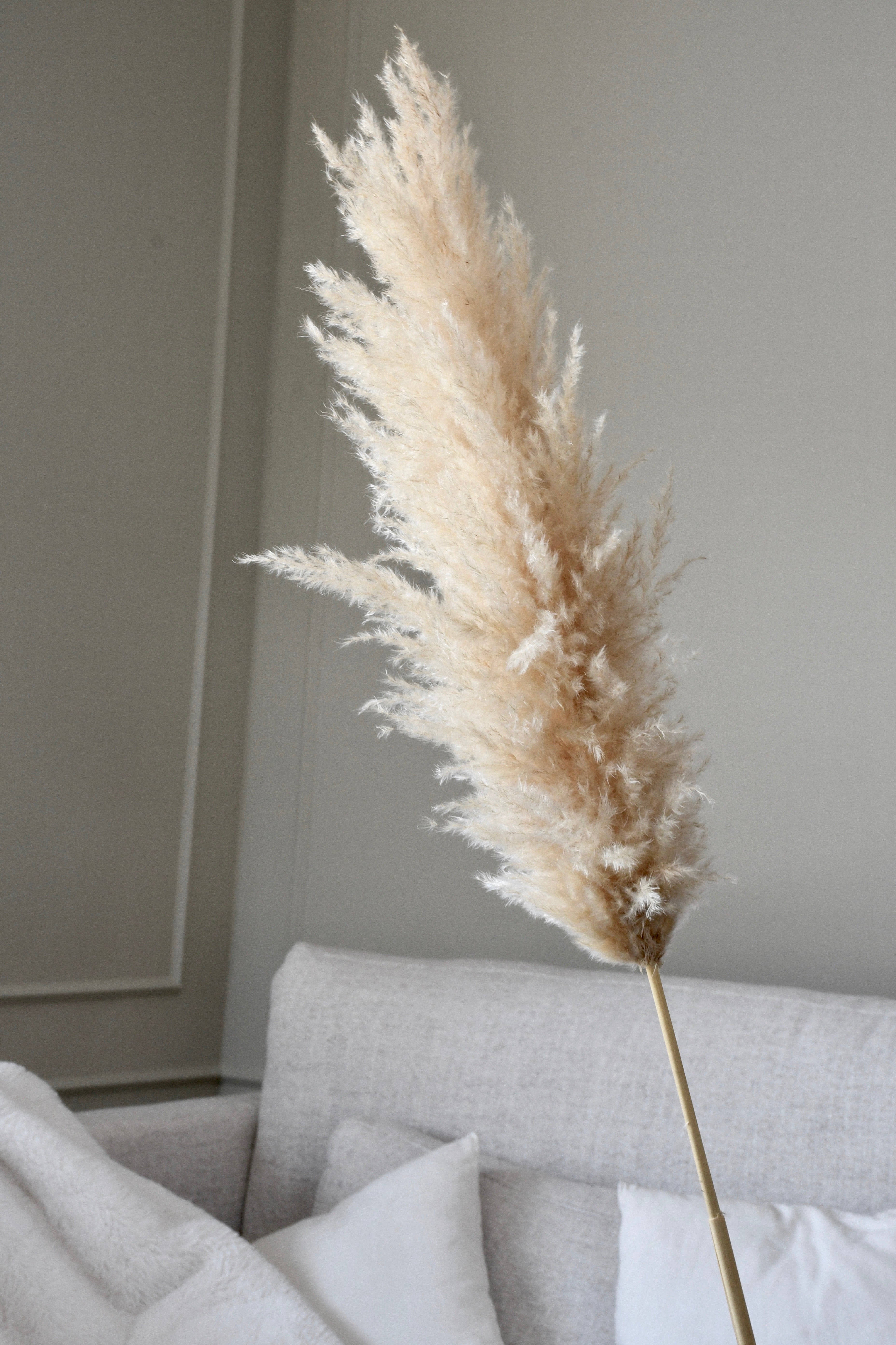 Beige Pampas 3 stems