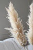 Beige Pampas 5 stems