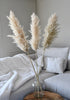 Beige Pampas 3 stems