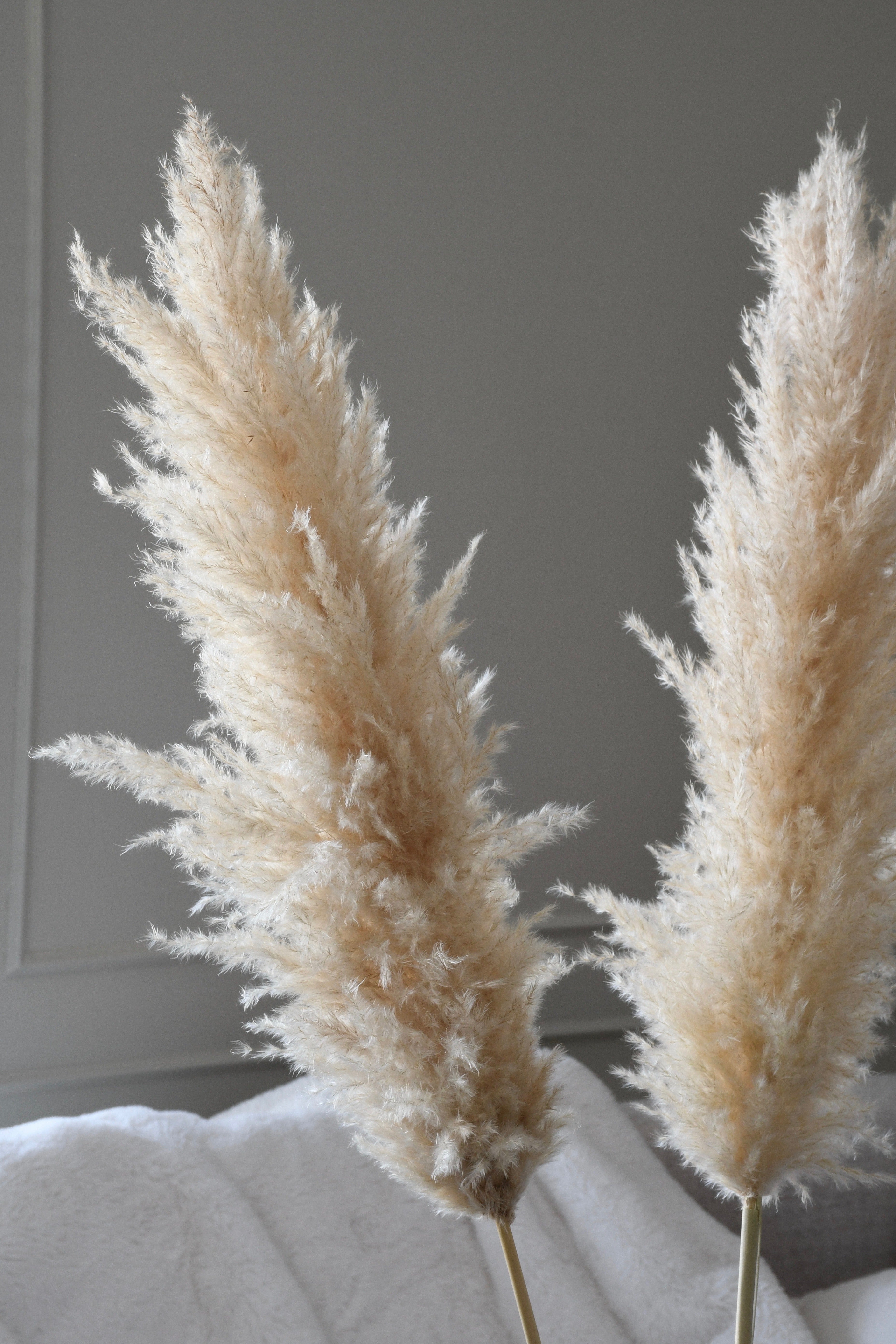 Beige Pampas 10 stems