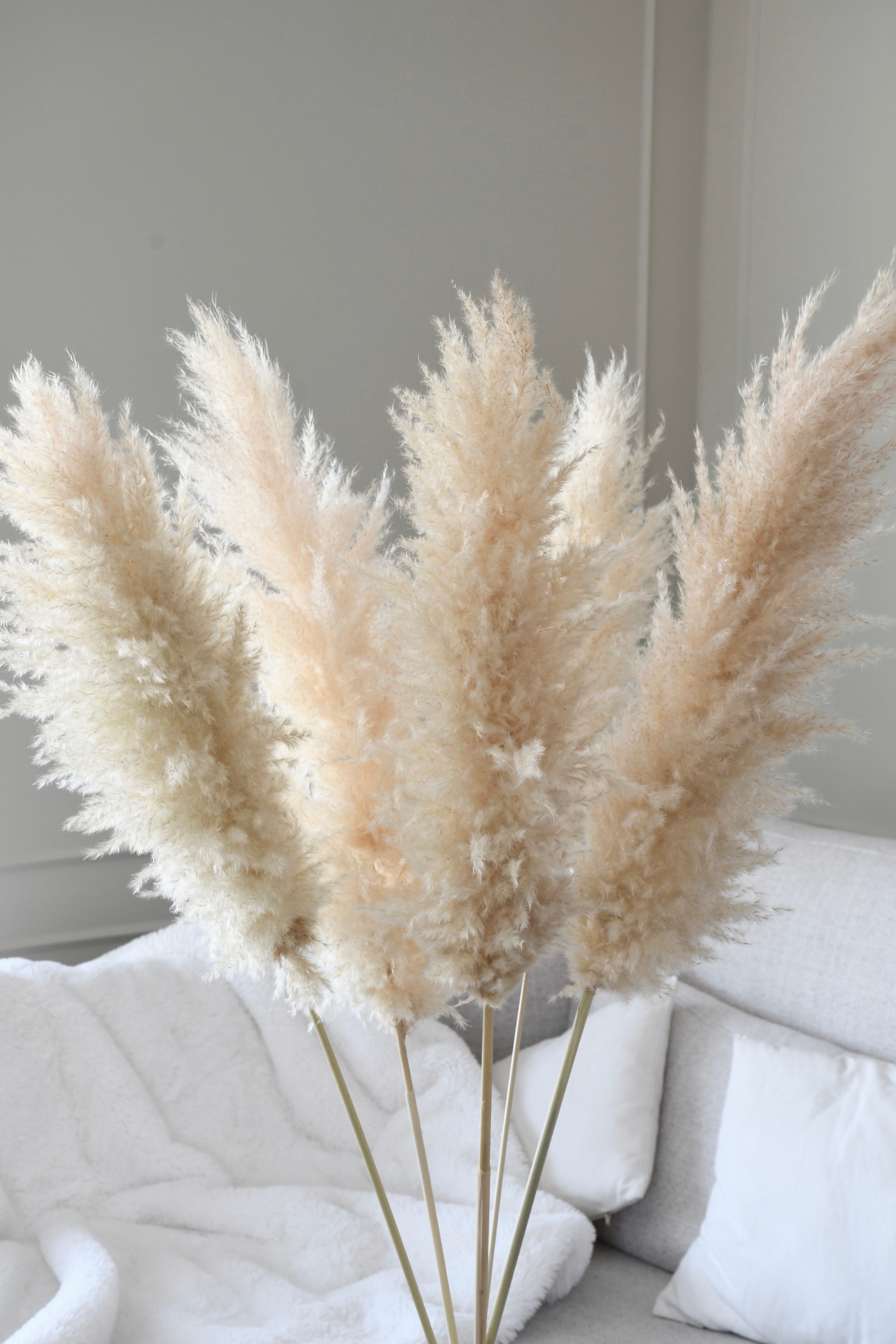 Beige Pampas 5 stems