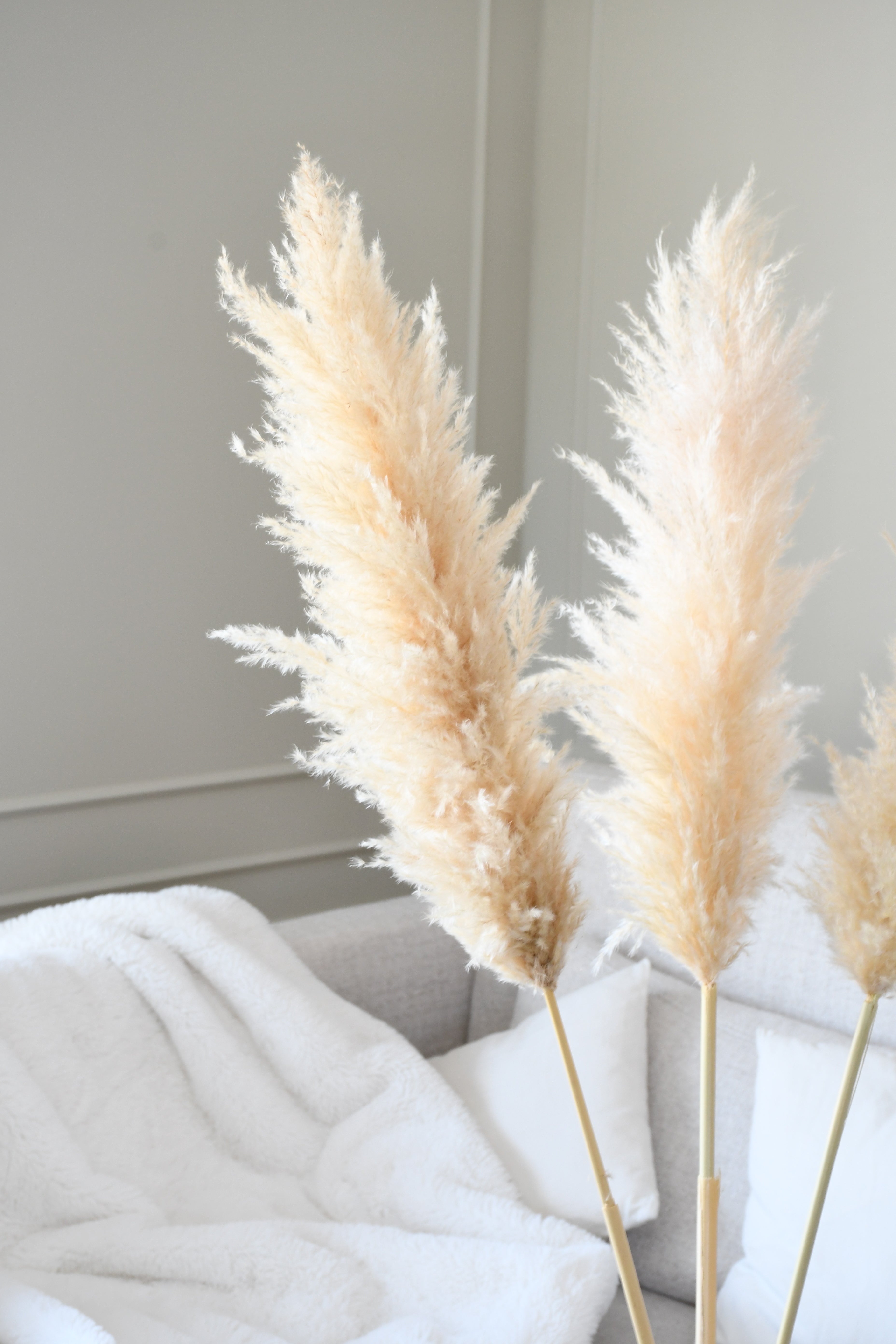 Beige Pampas 3 stems