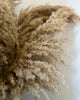 Fluffy pampas pluimen - 15 stelen 