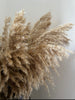 Fluffy pampas grass - 10 stems